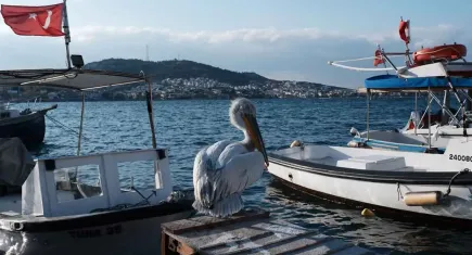 "Tosun" adı verilen pelikan 4 yıldır Foça'da yaşıyor