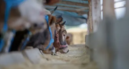 Kurban Bayramı öncesi canlı hayvan nakline sıkı denetim