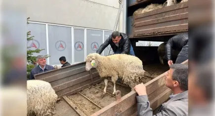 Afyonkarahisar'da koyun ve koç dağıtıldı