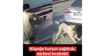Türkiye'de sokak hayvanlarına yönelik şiddetin son bulması için kampanya: Lady için adalet