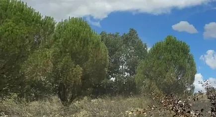 O ilde 5 ay boyunca ormana girmek yasaklandı!