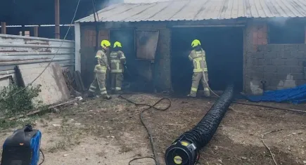 Uşak'ta kuzular telef oldu