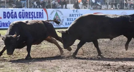 Türkiye’nin birçok kentinde düzenlenen boğa güreşlerine hayvan severlerden tepki 