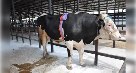 Kurbanlık 350 bin lira!