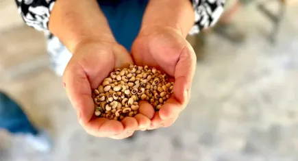 Urla Belediyesi’nden üreticiye yerli ipek börülce desteği