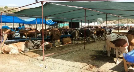 Menemen'de Kurban Bayramı hazırlıkları tamamlandı