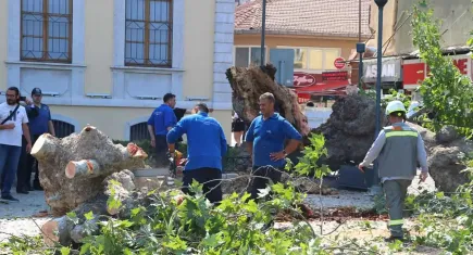 İzmir Kemeraltı'nda asırlık çınar ağacı devrildi