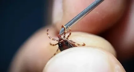 Kurban Bayramı pikniğinde kene ısırığı can aldı