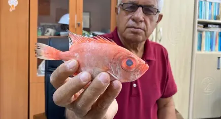 Tropik sulardan gelen ‘mandagöz’ balık türü, Antalya’da ilk kez görüldü
