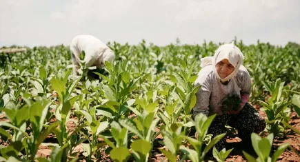 Tütün sektörü 7 yıl sonra ihracatta 1 milyar doları aştı