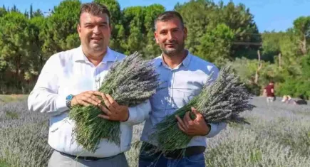 Seferihisar’da Lavanta Hasat Şenliği başlıyor 