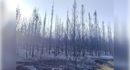 Aliağa ve Foça'daki yangın 7 saattir devam ediyor!