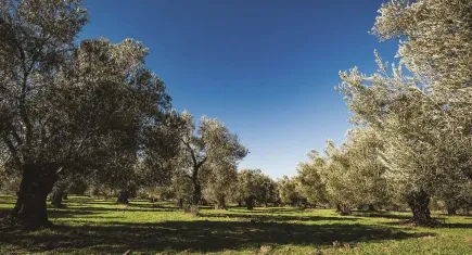 Zeytinlikler yine tehdit altında: Çevre ve yaşam savunucuları ayaklandı