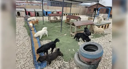Hepsiburada’dan potadan patiye desteği: Sokak hayvanlarına 4 ton mama!