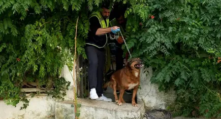 İzmir haber: Seferihisar’daki yangında mahsur kalan kedi ve köpekelr kurtarıldı