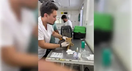 Büyükşehir yangın bölgelerindeki canlıların yardımına koştu