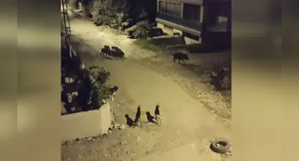 Domuz sürüsü merkeze indi! 