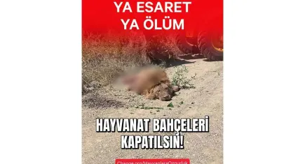 Hayvan hakları savunucuları ayakta: Zulüm değil, yaşam hakkı istiyoruz 