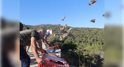 İzmir'de keklikler doğaya salındı