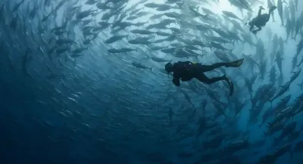 Orkinosların Akdeniz'den Çeşme'ye zorlu yolculuğu