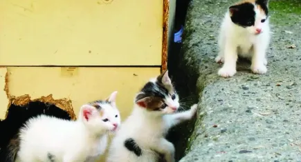 Narlıdere Belediyesi’nden sahipsiz kedilere kısırlaştırma hizmeti