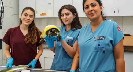 Bayındır yangınından kurtarılan kaplumbağanın tedavisi devam ediyor