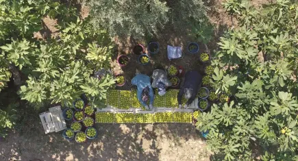 Aydın incir işçisi bunaltıcı sıcakta hasat mesaisi yapıyor