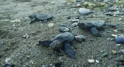 Muğla'da bulunan caretta caretta yavruları denize bırakıldı