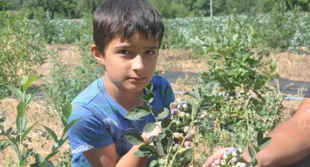 İzmir'de Blueberry hasadı