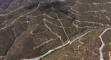 Karabağlar’da 6 yıl önce yanan alan 6 milyon fidanla yeniden hayat buldu