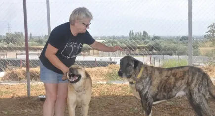 Orman yangınlarından kurtarılan köpekler Ödemiş’teki barınakta hayata tutunuyor
