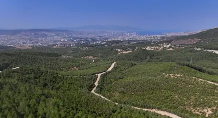 İzmir haber: 16 yıl önce yanan ormanlık alan yeniden doğdu
