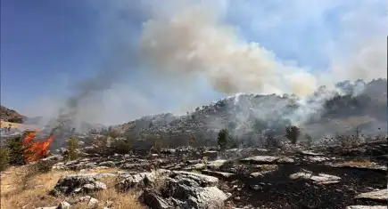 Bingöl’de orman yangını!
