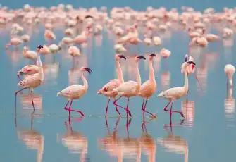 Mavişehir’den doğaya yolculuk: Flamingo Yolu Tekne Turları başlıyor