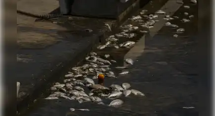 İzmir Körfezi'nde balık ölümleri devam ediyor