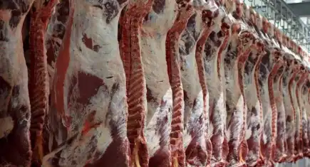 Karkas et fiyatlarında dalgalanma sürüyor