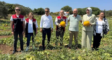 Çeşme kavununda hasat zamanı başladı