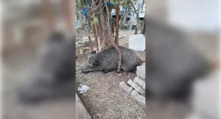 İzmir’de yaralı domuz Doğal Yaşam Parkı’nda sağlığına kavuştu