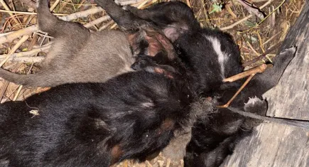 Tokat’ta dehşet! Bahçede ip ile birbirine bağlanmış 3 yavru köpek bulundu
