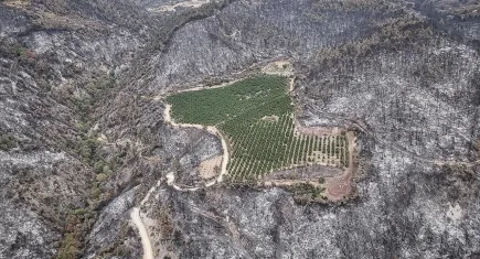2025 orman yangınlarında rekor tehdit: 80 bin hektar alan yandı