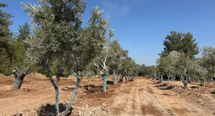 151 zeytin ağacı taşındı, yerine 300 yeni fidan dikildi