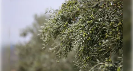 Aliağalılar Zeytin Hasat Şenliği’nde buluşacak! 