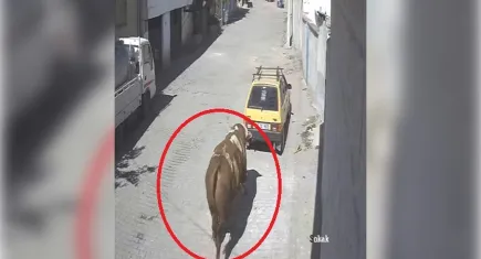 Kaçan boğa mahalleyi karıştırdı: Otomobile boynuz darbeleriyle zarar verdi