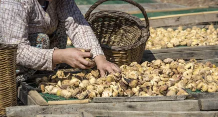 Kuru İncir ihracatında tarihi rekor: 369 milyon dolara ulaştı