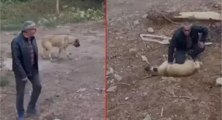 Niğde’de can dostu kalp masajı ile hayata döndü