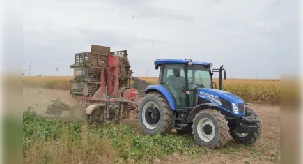 Aksaray'da şeker pancarı hasadı dönemi: 'Dekar başına 8 ile 10 ton verim alınıyor'