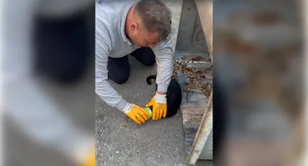 Başını konserve kutusuna sıkıştıran kedi böyle kurtarıldı
