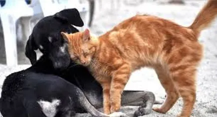 Sokakta kedi ve köpek besleme yasağına tepki: Change.org’da kampanya başlatıldı