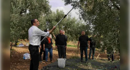 CHP’li Güç’ten zeytin hasadında iktidar mesajı: Gelecek kaygılarına son vereceğiz 