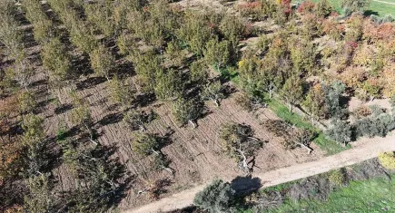İzmir haber: Kemalpaşa'da 30 ceviz ağacı kökünden kesildi